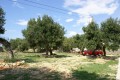 Ogród z drzewami oliwnymi