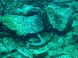 Marušići pod powierzchnią wody